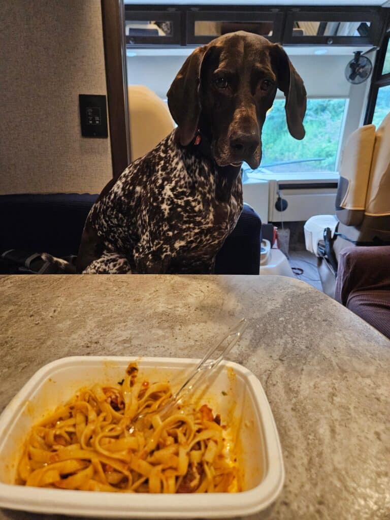 Bingo the dog watching me eat my fettucine bolognese